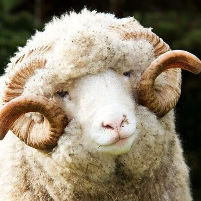 Овца меринос фото