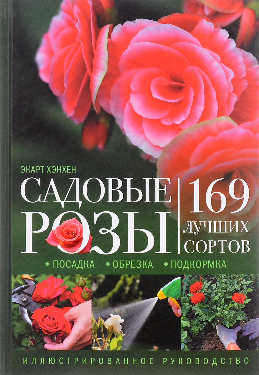Процесс посадки розового куста осенью