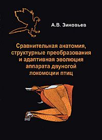 Сравнительная анатомия, структурные преобразования и адаптивная эволюция аппарата двуногой локомоции #1