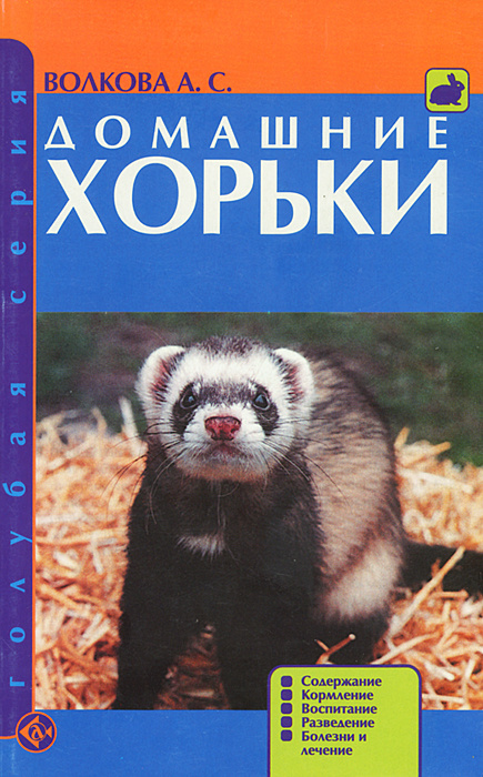 Домашние хорьки (Mustela) крупным планом на прогулке. Санкт-Петербург, Россия.