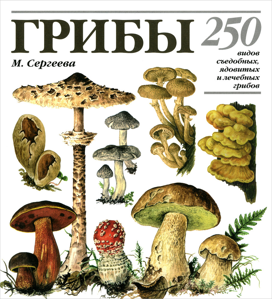 Фото Виды грибов, более 89 качественных бесплатных стоковых фото