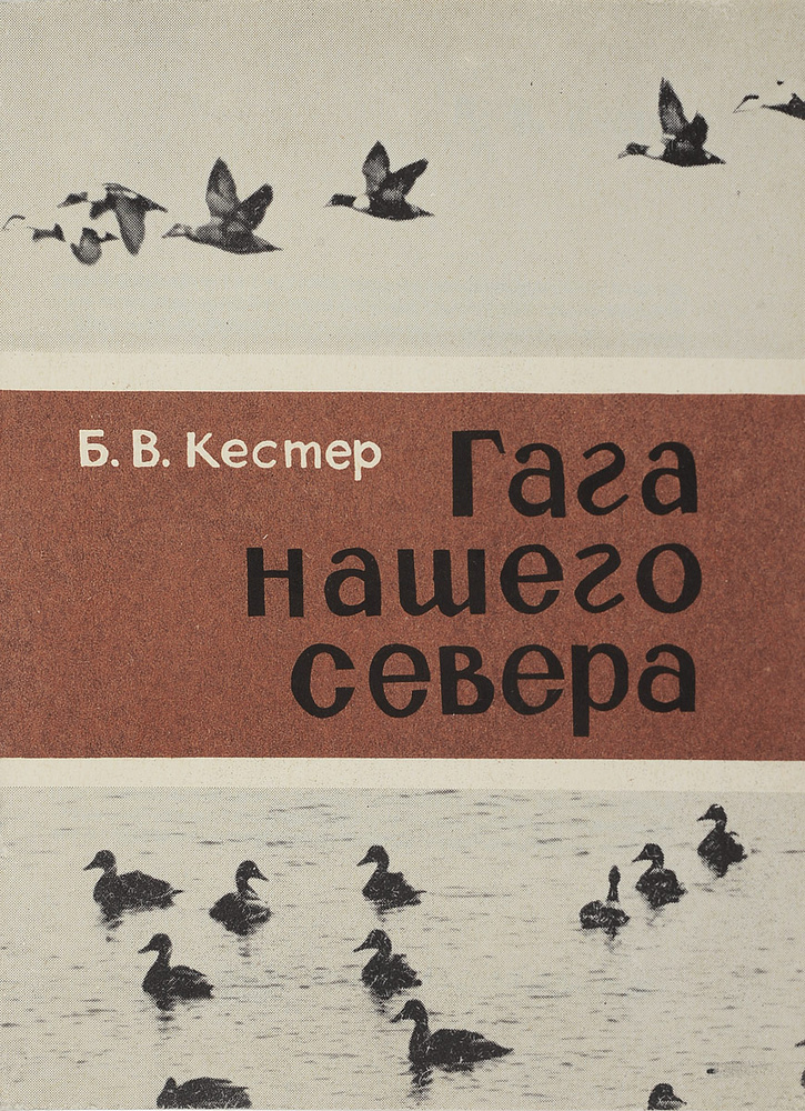 Гага нашего севера #1