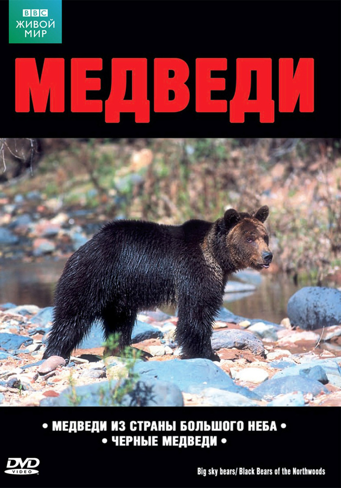 BBC: Медведи #1