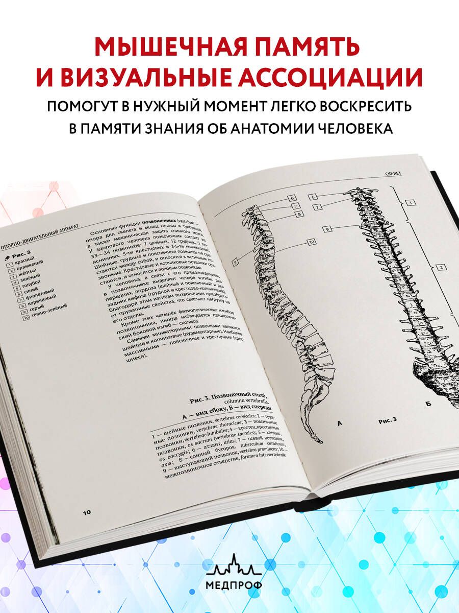 Анатомия человека. Компактный атлас-раскраска | Coloring Book - Ozon image 2