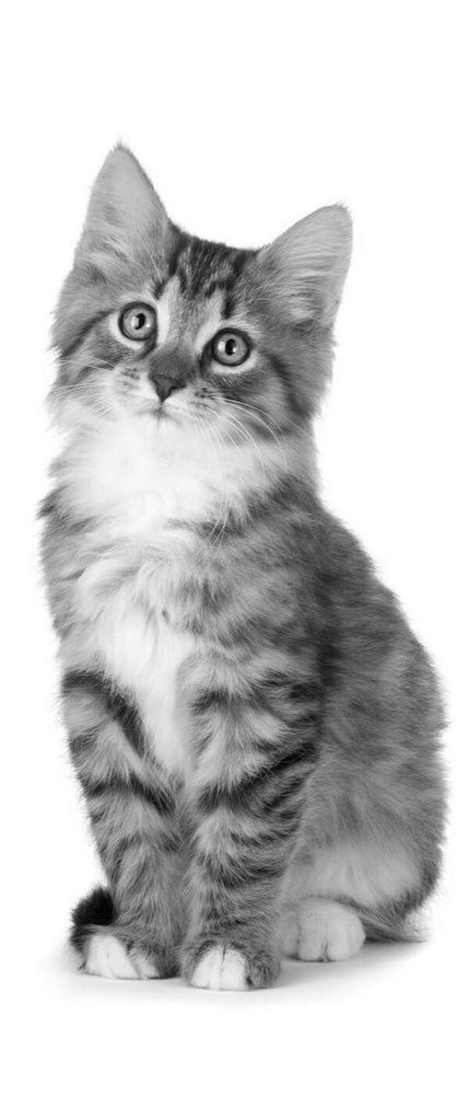 Самоклеящиеся фотообои Симпатичный котенок, размер: 90x210 см, эффект:  черно-белый - купить по выгодной цене в интернет-магазине OZON (270937376)