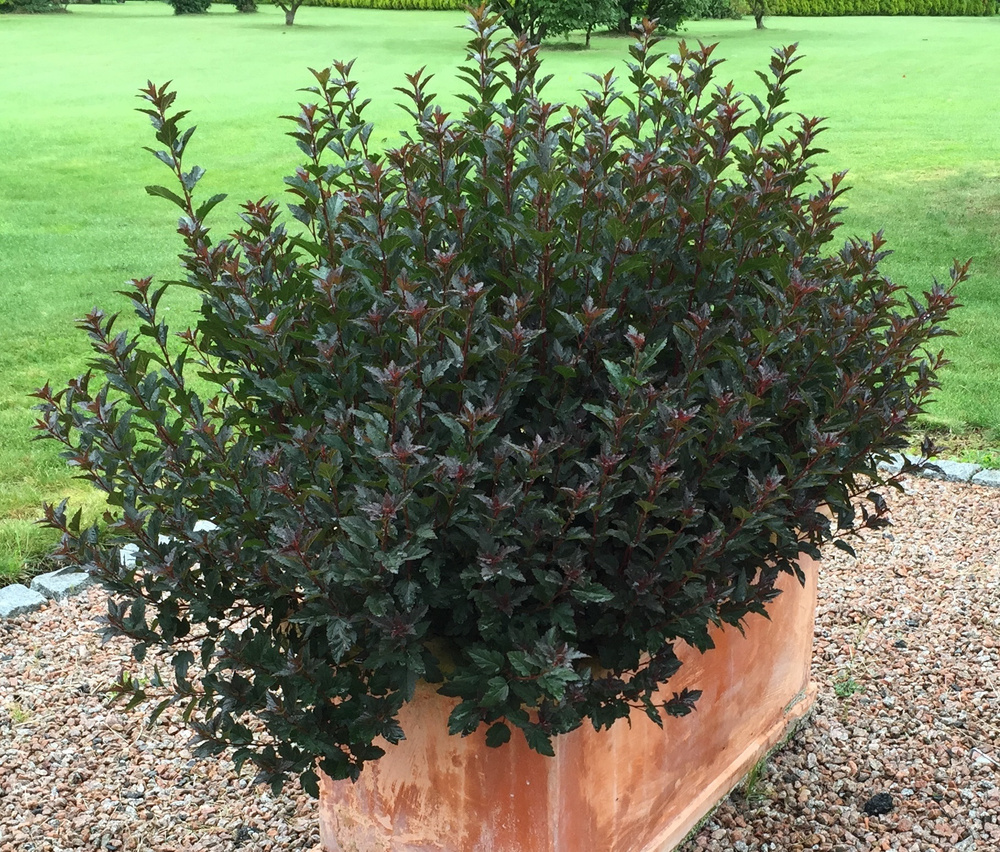 Пузыреплодник Литл Девил #1