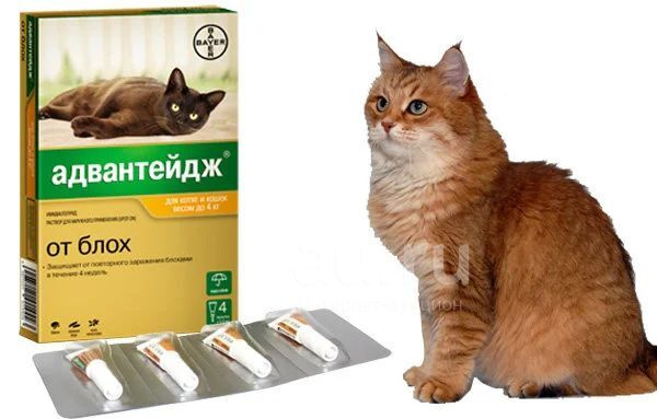 Адвантейдж 40 Капли для кошек до 4 кг, 1 пипетка - купить с доставкой по  выгодным ценам в интернет-магазине OZON (678064703)