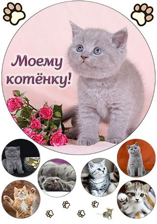 Картинки моей кошки