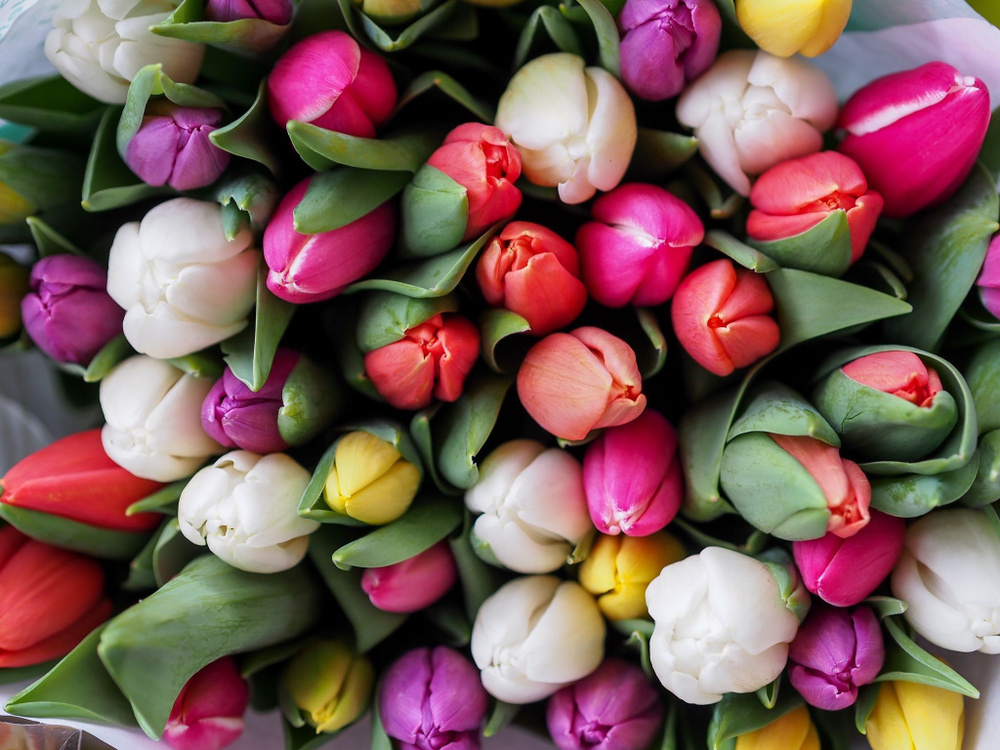LeFlower Луковицы #1