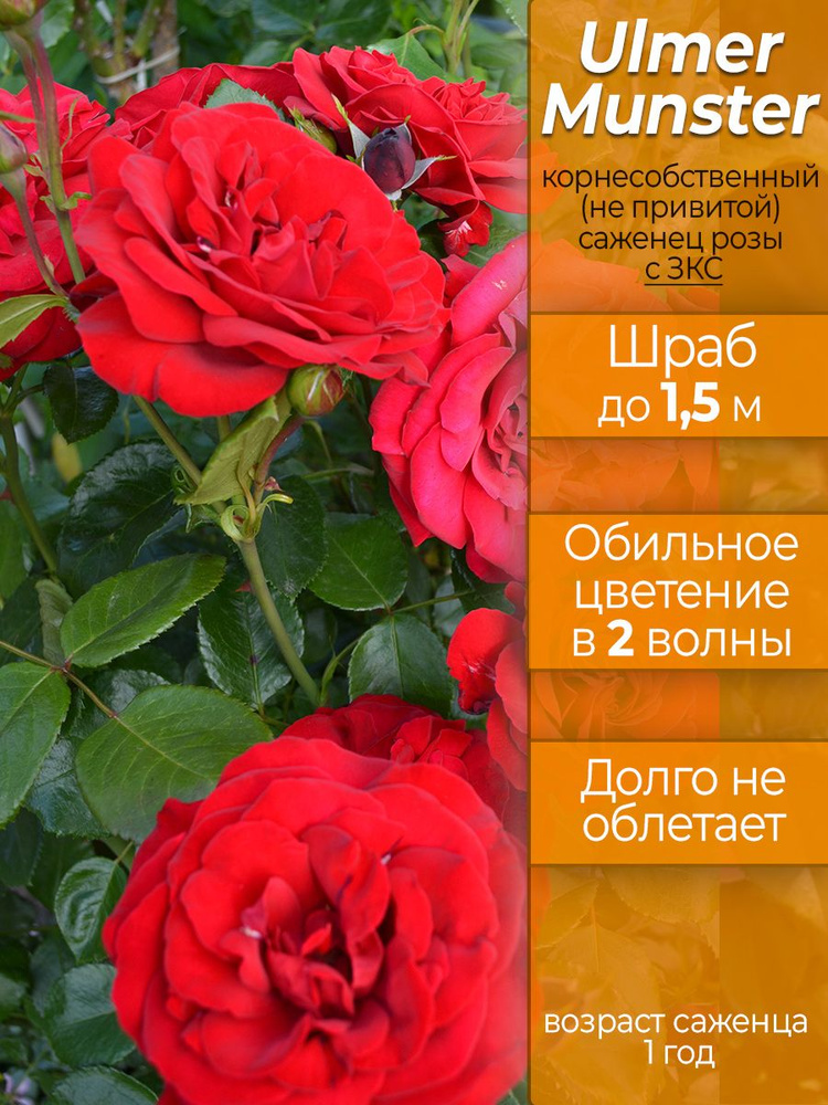 Роза Уилмер Мюнштер (Ulmer Munster), возраст саженца - 1 год, корнесобственная, с ЗКС #1