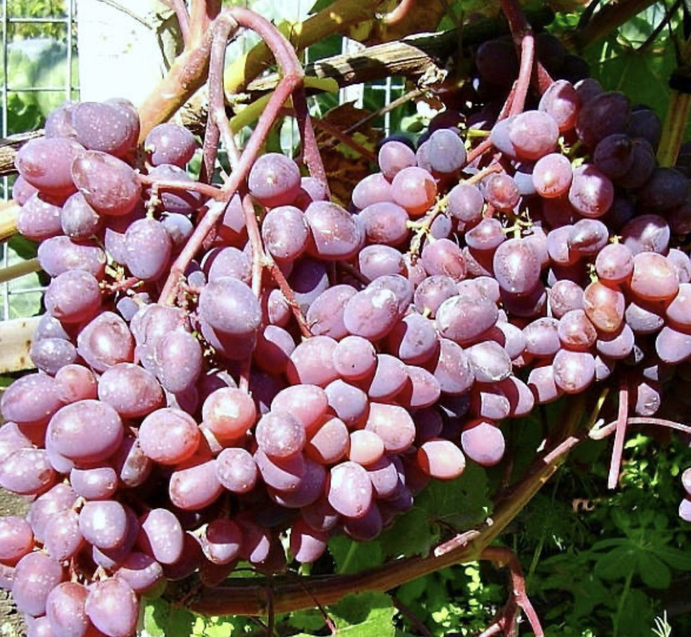 кишмиш долгожданный описание сорта фото отзывы виноград