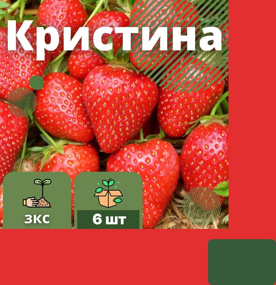 Клубника садовая Кристина 6 штук саженцев #1