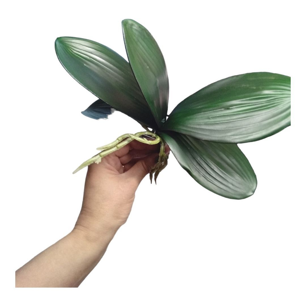 Чем лучше протирать листья домашней орхидеи от пыли для блеска