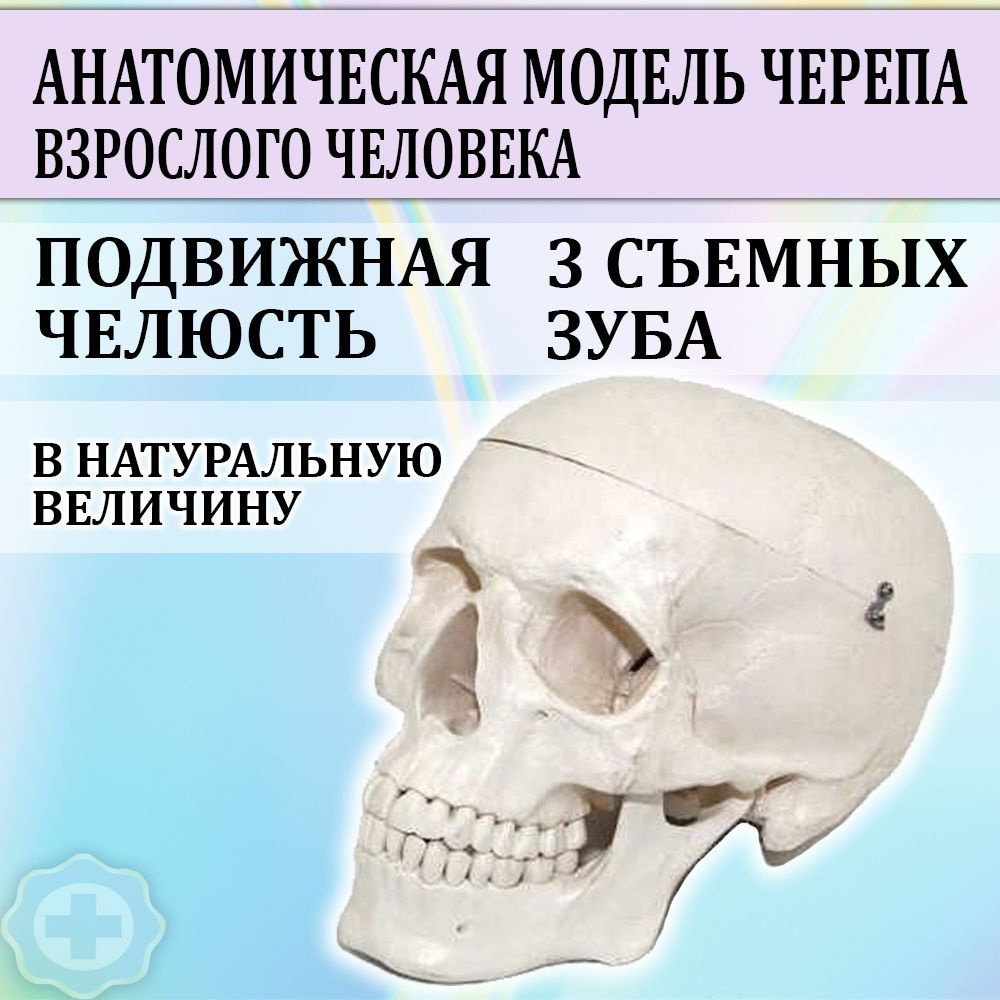 Анатомическая модель черепа взрослого человека с подвижной челюстью и  съемными зубами, 3 части, в натур величину - купить с доставкой по выгодным  ценам в интернет-магазине OZON (1044277194)