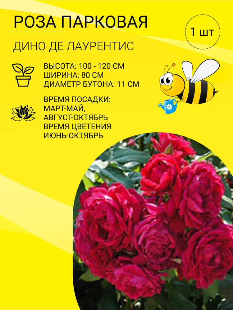 Роза Роза Парковая 1 шт - купить по выгодным ценам в интернет-магазине ...