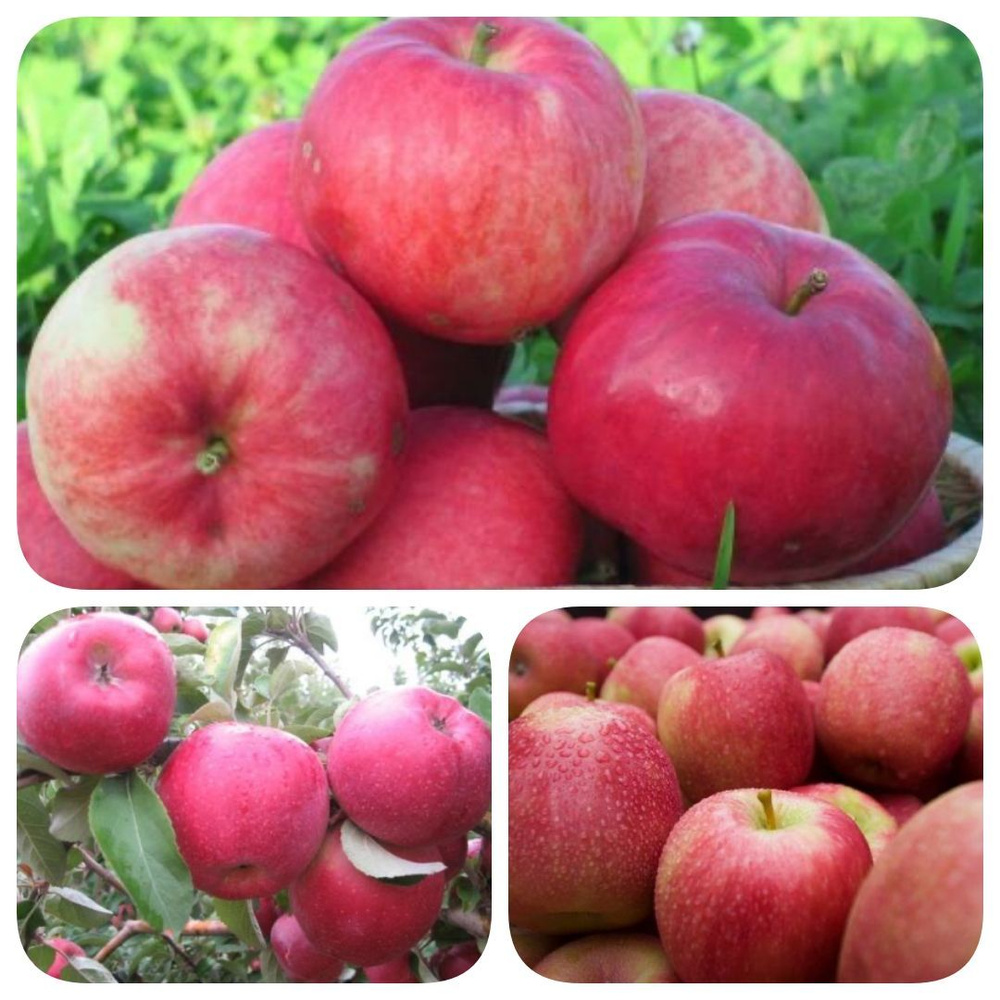Набор из саженцев 3шт. яблони Розовая Леди - купить с доставкой по выгоднымценам в интернет-магазине OZON (1160766753)