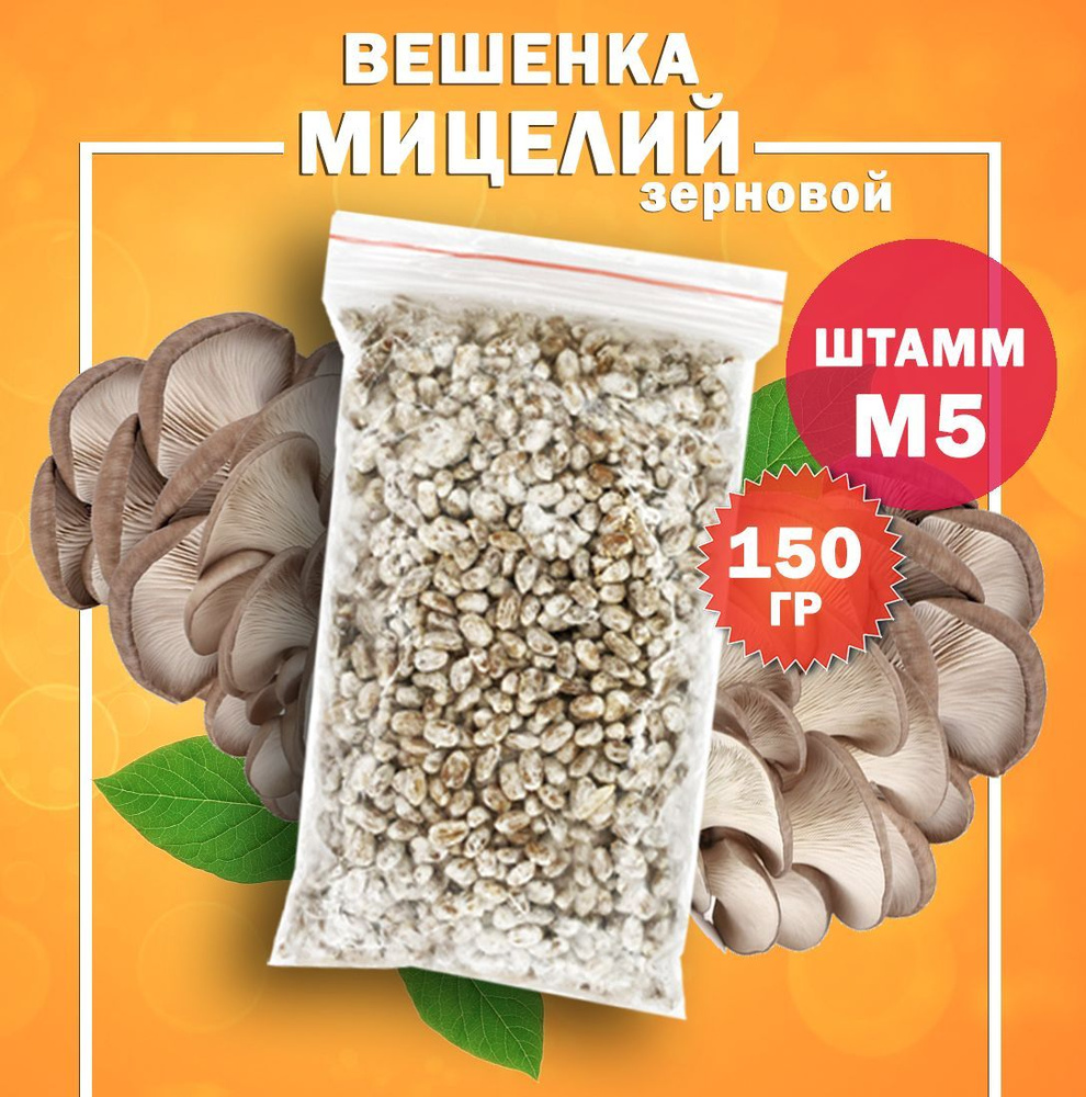 Мицелий грибов вешенка зерновой (штамм М5) - 150 гр.