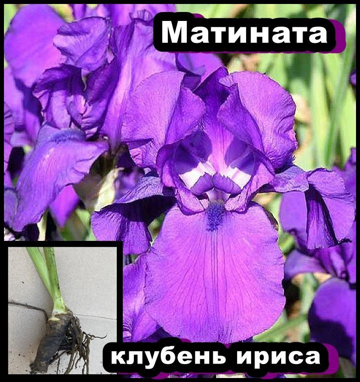 ирис Матината #1