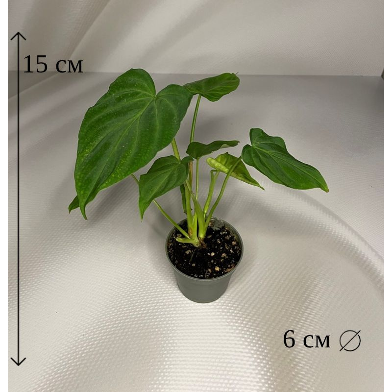 Филодендрон Веррукосум 6/15 #1