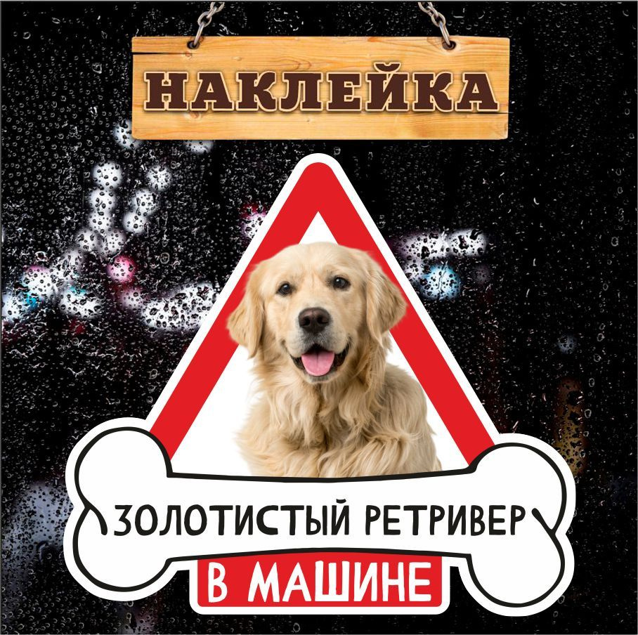 Наклейка, на авто, Золотистый ретривер в машине, Злая собака, 17см х 16см