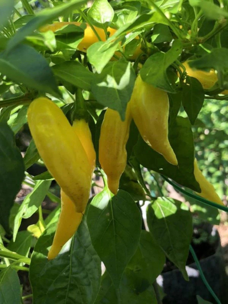 Семена Острый перец Aji russian yellow, 5 штук #1