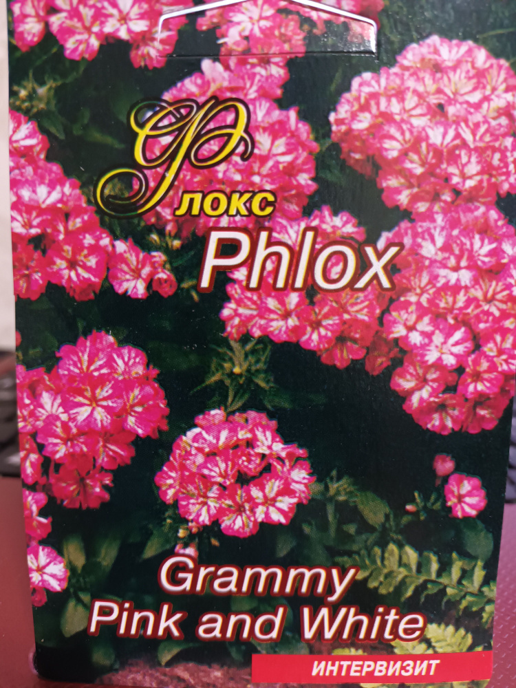 Флокс Phlox Grammy Pink and White семена #1