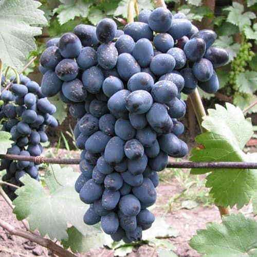 Виноград кишмиш Брависсимо / саженец винограда купить на OZON по низкой ...