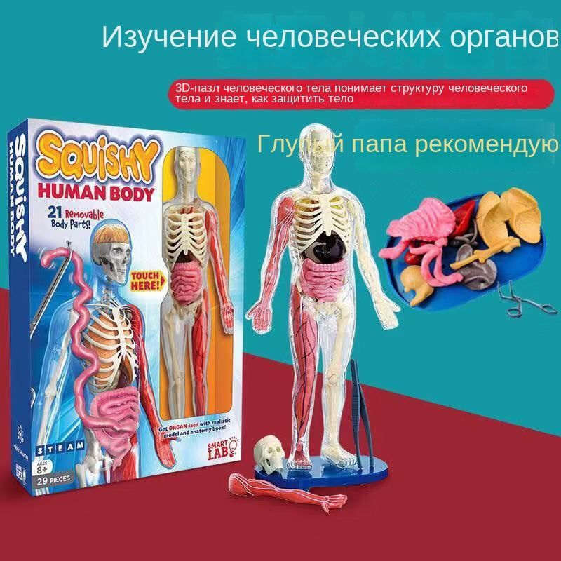 Анатомическая модель #1