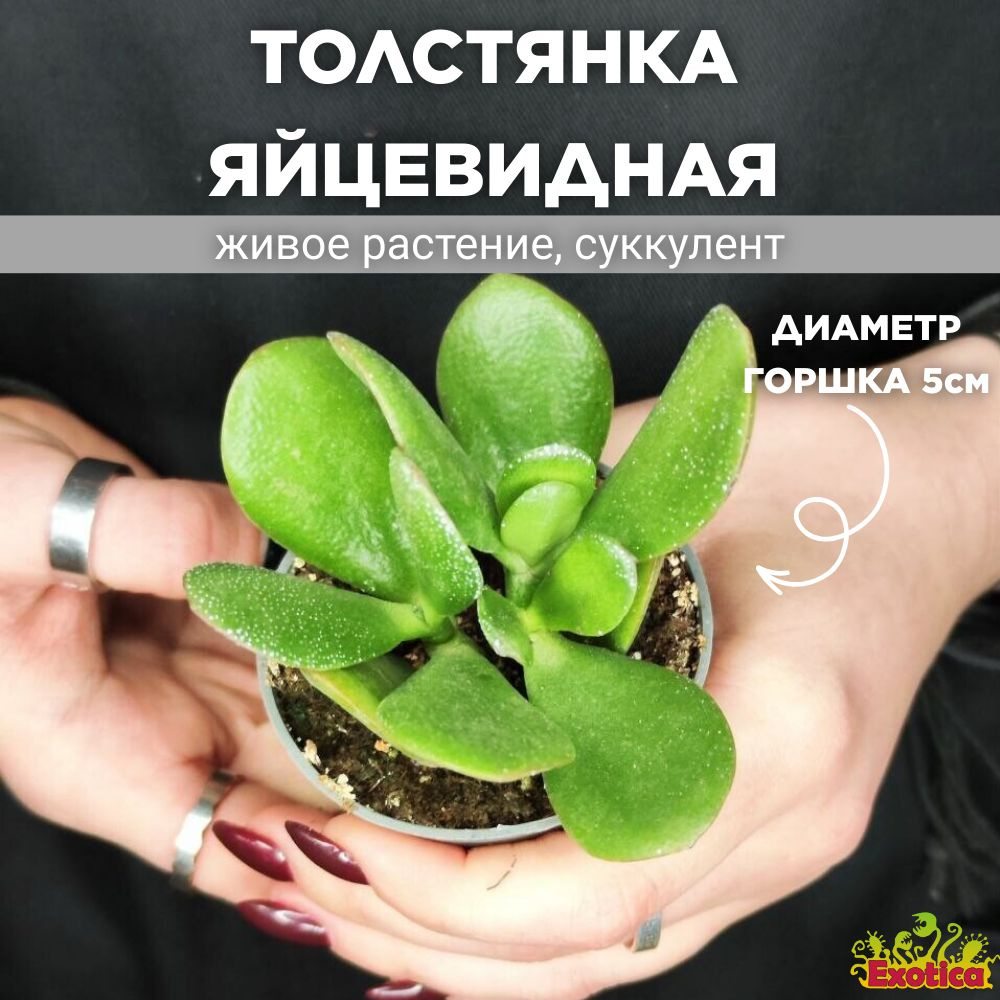 Толстянка Яйцевидная, или Денежное Дерево (Crassula Ovata) D5см