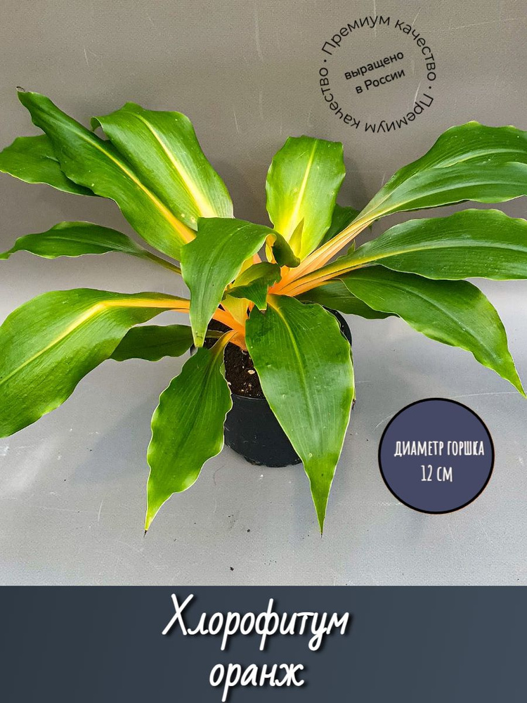 Хлорофитум оранжевый, 12 дм, 1 шт - купить по выгодной цене в интернет ...