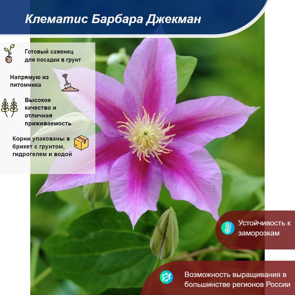 Саженец #1