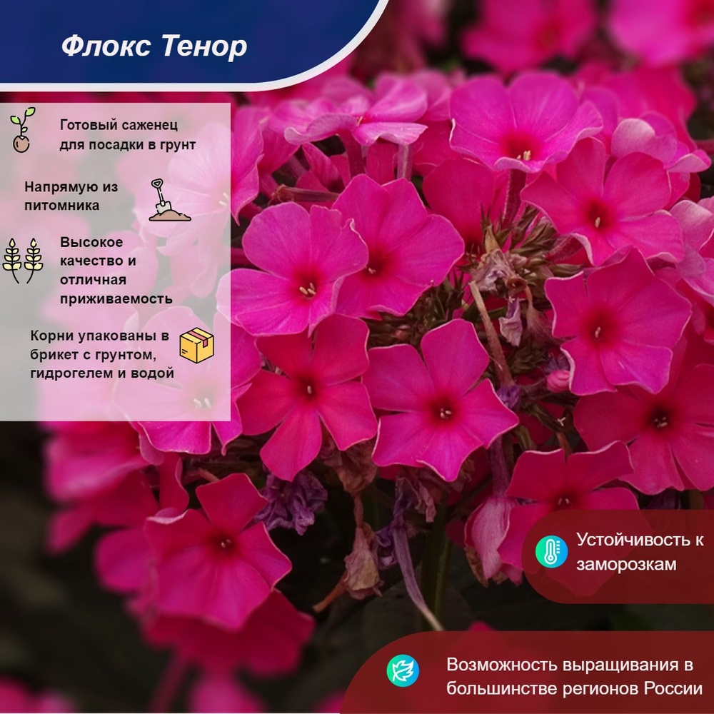 Саженец #1