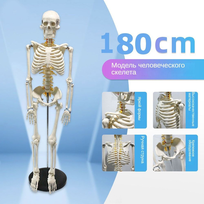 Скелет человека, анатомическая модель для детей,Скелет учебный ...