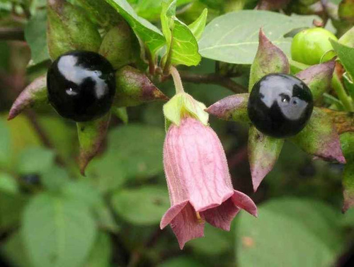 Шұлық киген жалаңаш хатшылардың видеосы