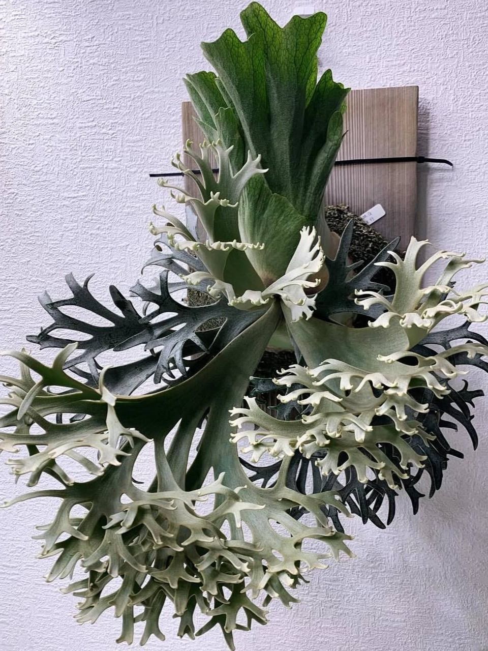 Платицериум Виллинки ОМГ / Platycerium Willinckii OMG (Make More