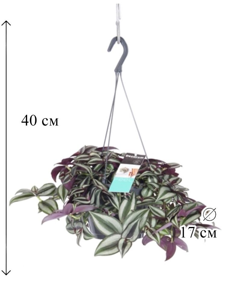 Транссексуалды Пенза