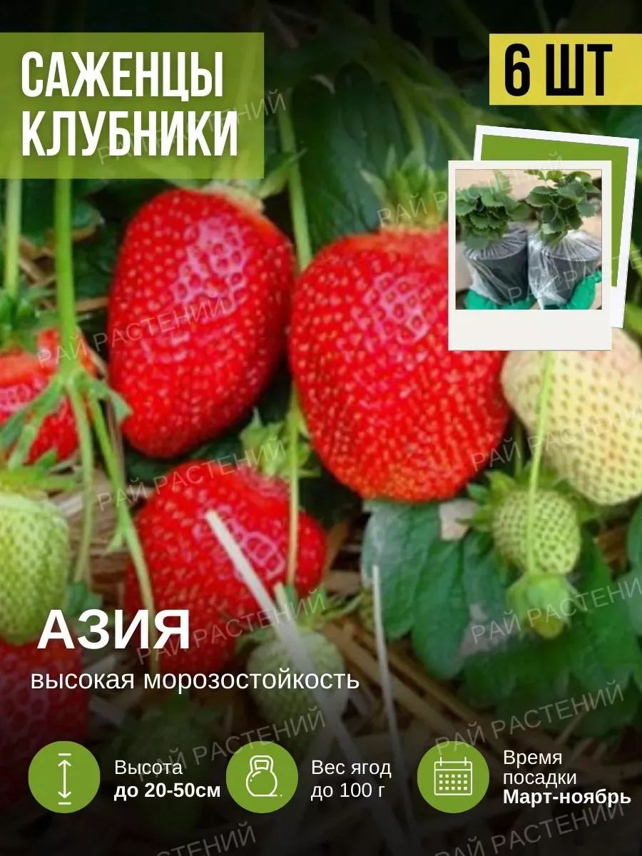 СаженцыКлубникиРассада6шт