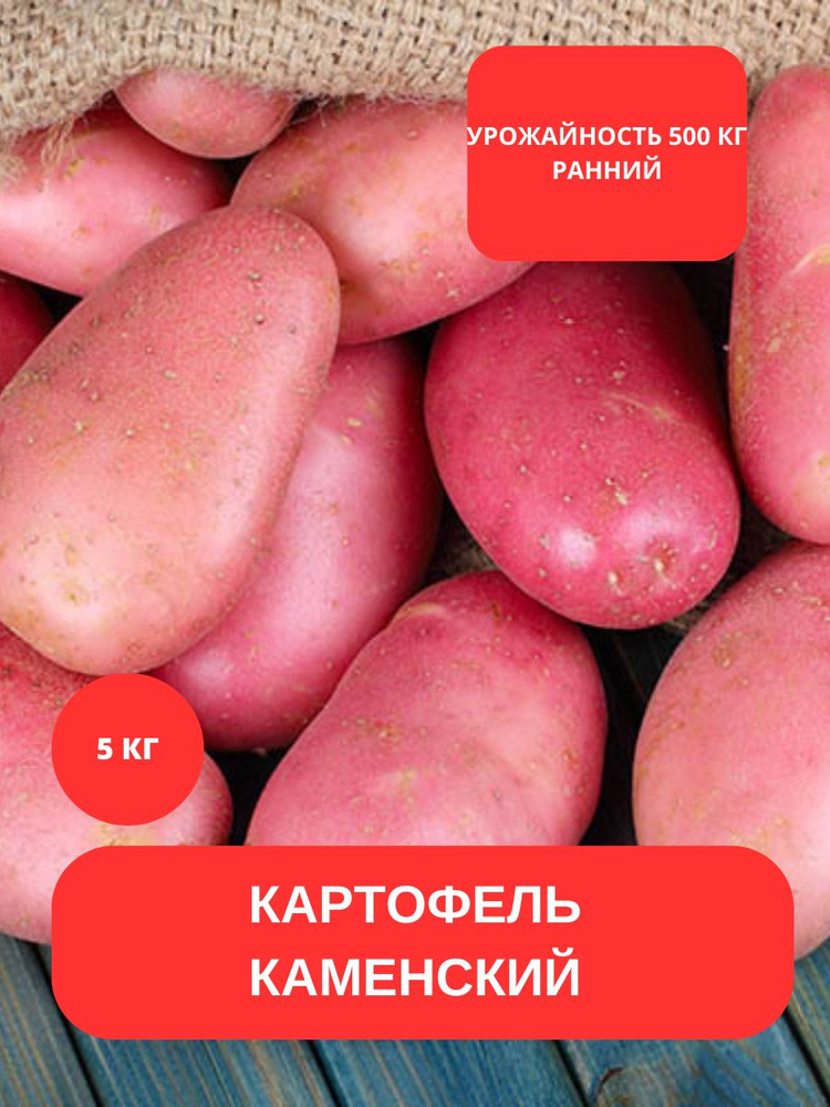 Клубни Картофель купить по выгодной цене в интернет-магазине OZON ...