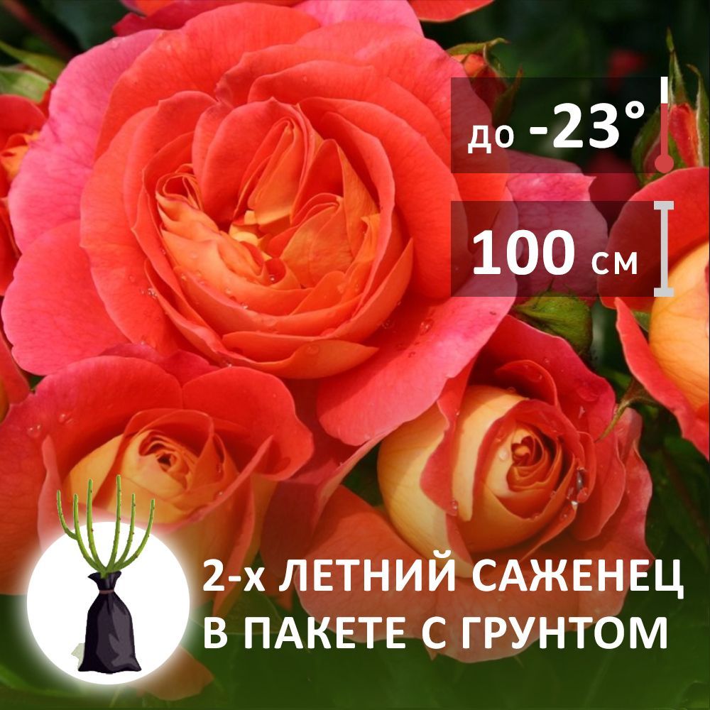 Саженцы роз Мидсаммер - купить с доставкой по выгодным ценам в интернет ...