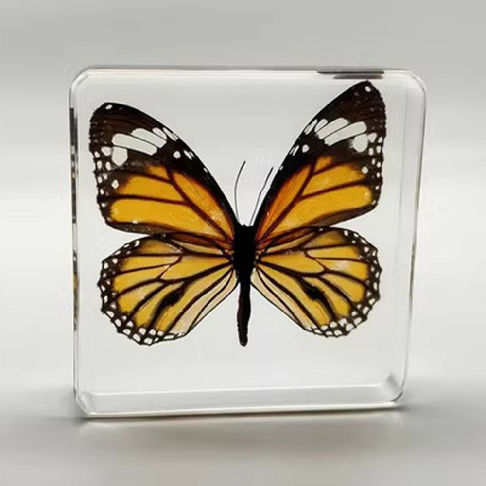 Образец бабочки, настоящий образец насекомого из смолы Подарок на день ...