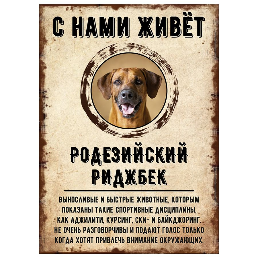 Табличка, декоративная, DANGER DOG, С нами живет Родезийский риджбек, 18см х 25см  #1