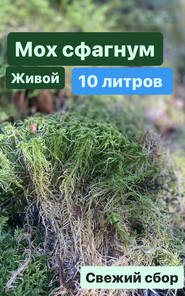 Мох #1