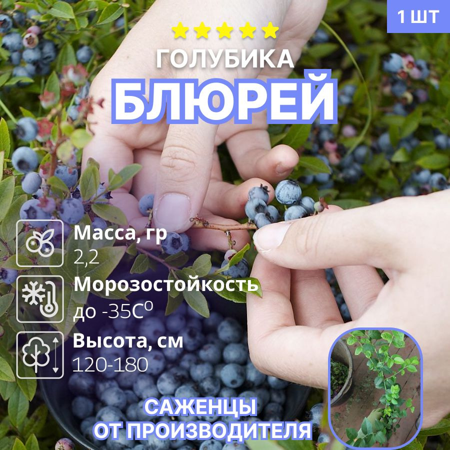 Голубика Блюрей (Blueray) #1