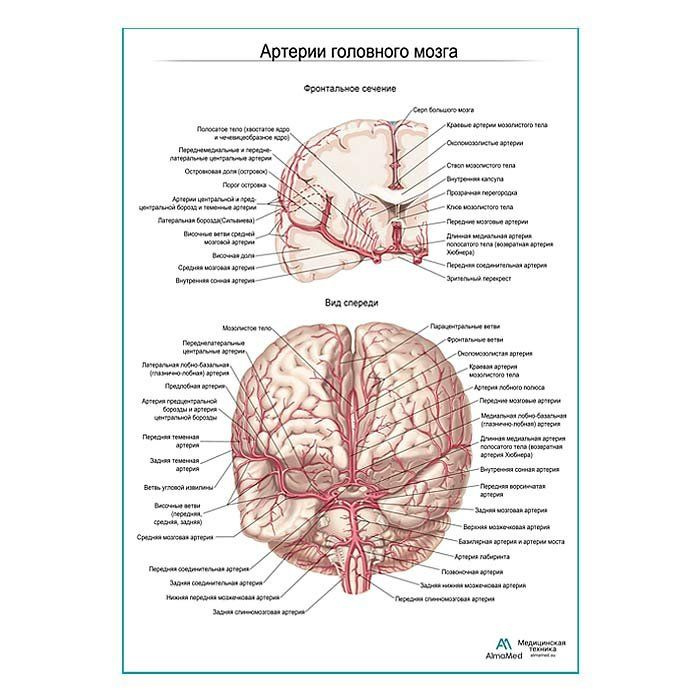 Артерии мозга. Фронтальное сечение, плакат глянцевый А1+, плотная фотобумага от 200г/м2  #1