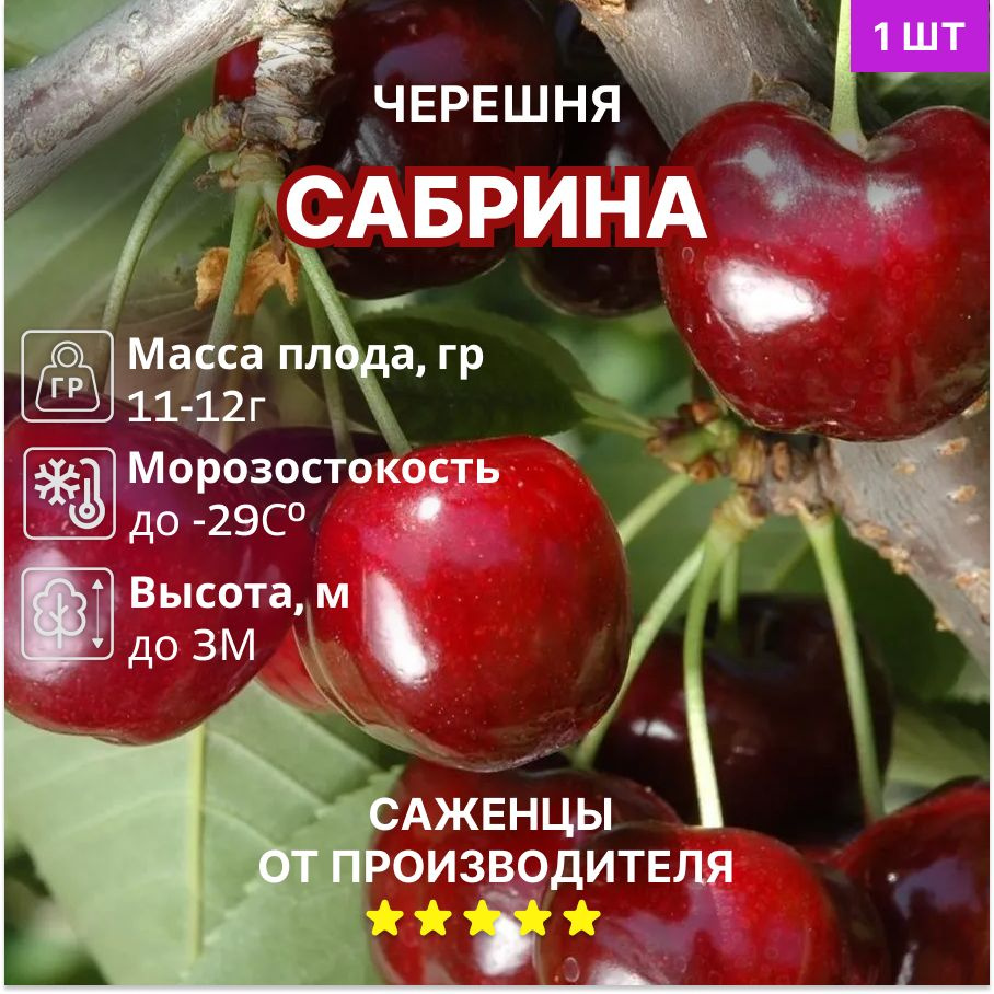 Черешня Сабрина #1