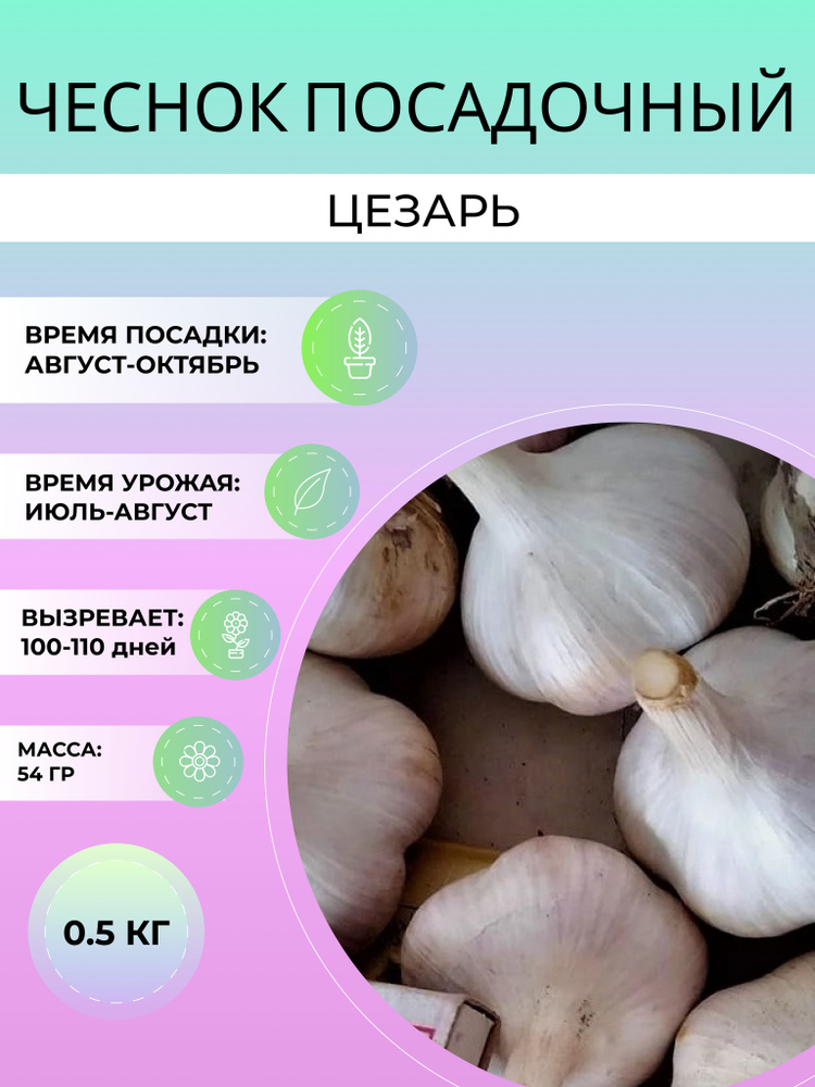 Чеснок Цезарь посадочный озимый 0.5 кг #1