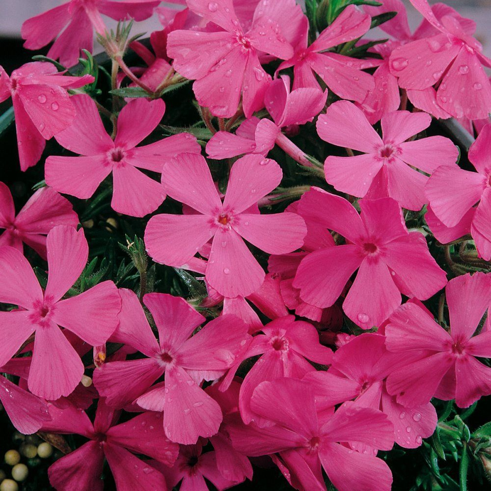 Саженцы Флокс шиловидный МакДаниэлс Кьюшн ( 2 года , C3 , 10-20 см ...