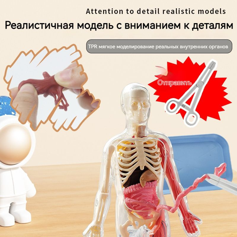Анатомическая модель Детская группа научных экспериментов ...