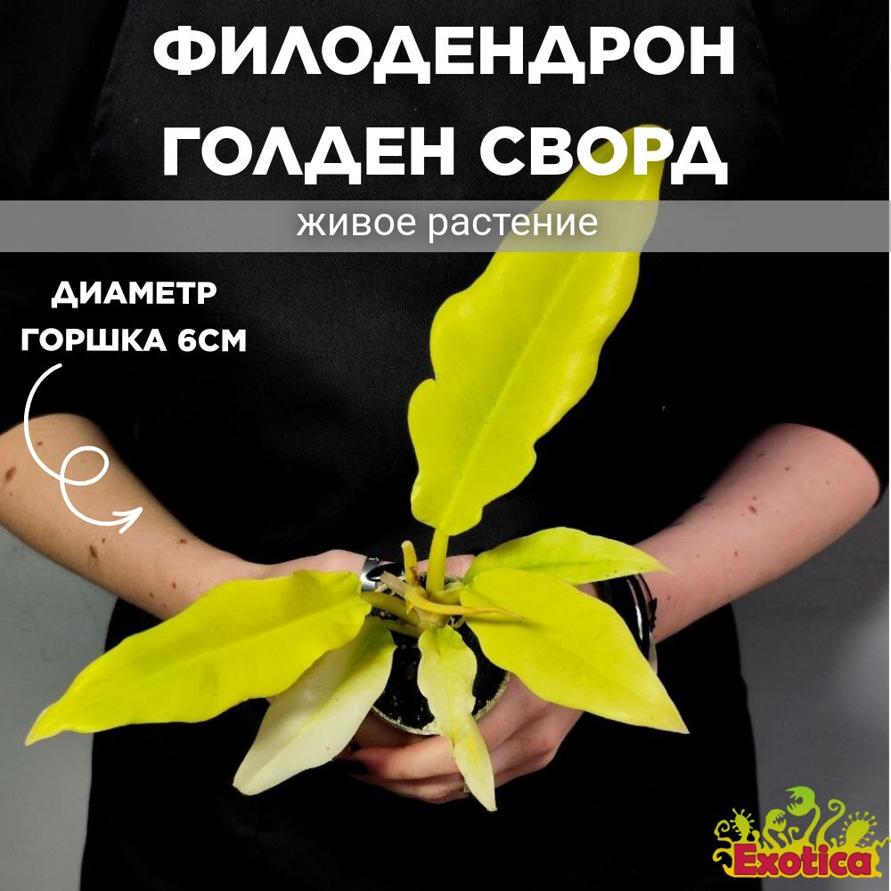 Филодендрон Голден Сворд (Philodendron Golden Sward) D6см #1