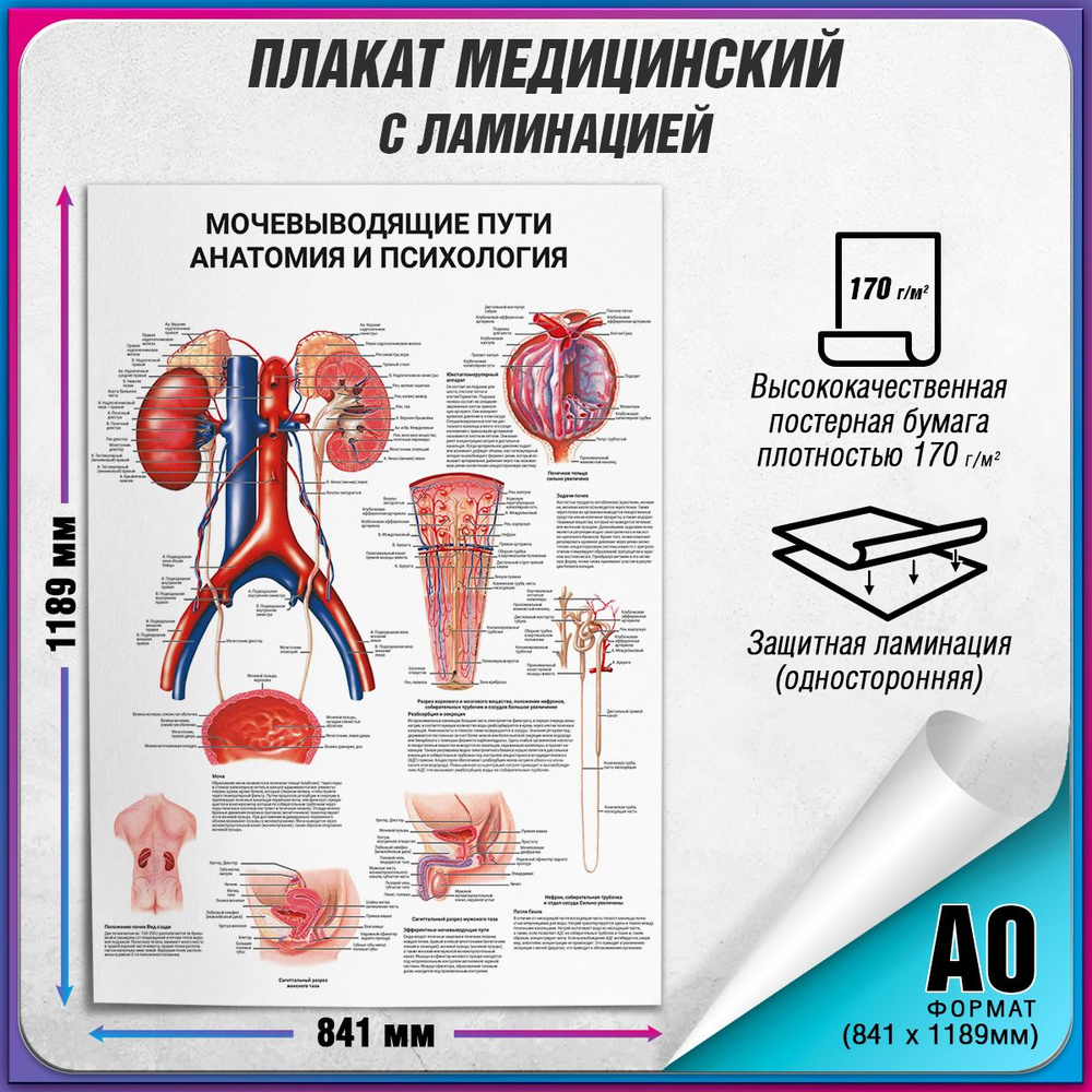 Информационный медицинский плакат "Мочевыводящие пути: анатомия и психология" / ламинированный / А-0 #1